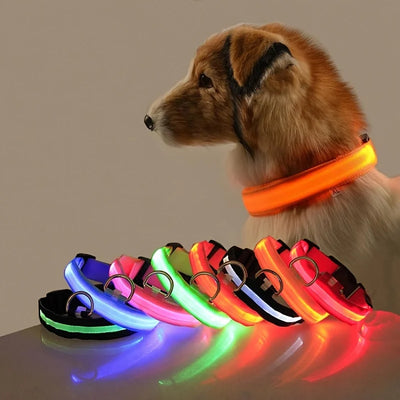 LED Halsband für Hunde in allen Lebensphasen
